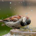 Driller Bird