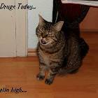 Drugs Cat