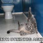 Drunk Cat
