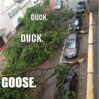 Duck Duck Goose