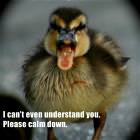 Duck Yelling