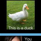 Ducks