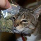 Dude Want