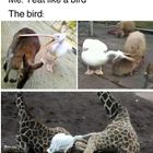 Eat Like A Bird