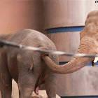 Elephant Digging