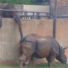 Elephant Digging