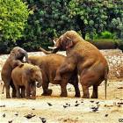 Elephant Parenting