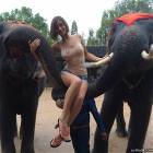Elephant Rides