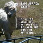 Emo Alpaca