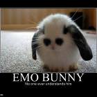 Emo Bunny