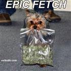 Epic Fetch