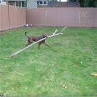 Epic Game Of Fetch