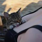 Even Cats