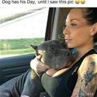 Every Dog Has His Day