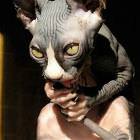 Evil Cat