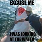 Excuse Me Shark