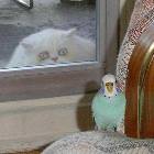 Eyeing His Dinner