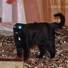 Eyes Charged Cat