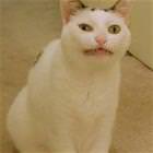 Facelift Cat