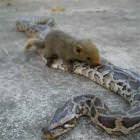 Fail Snake