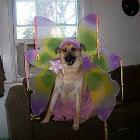 Fairydog