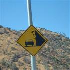 Falling Cows Ahead