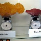 Fat Vs Muscle