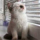 Feels Good Cat