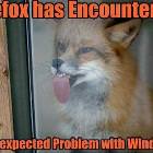 Firefox Windows Problem
