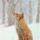 Firefox