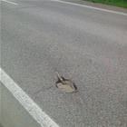 Fixed The Pothole