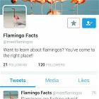 Flamingo Facts