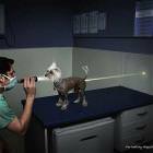 Flashlight Dog