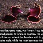 Flatworms