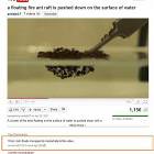 Floating Fire Ant Raft