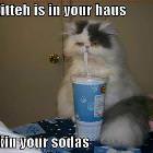 Flu Kitteh
