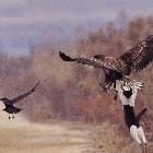 Flying Cat