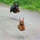 Flying Dogs