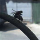 Flys