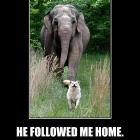 Followed Me Home