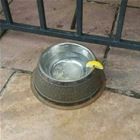 For The Fancy Pups