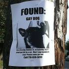 Found Gay Dog