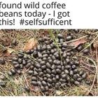 Found Some Wild Coffee