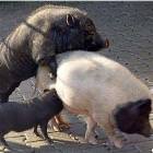 Freaky Pigs