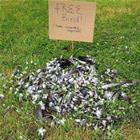 Free Bird
