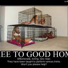 Free To Good Home