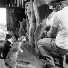 Fresh Milk