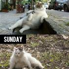 Friday Vs Sunday