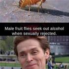 Fruit Flies
