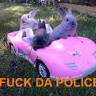 Fuck Da Police